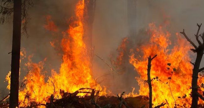 Rusiyada meşə yanğınlarını nəzarət altına almaq mümkün olmayıb