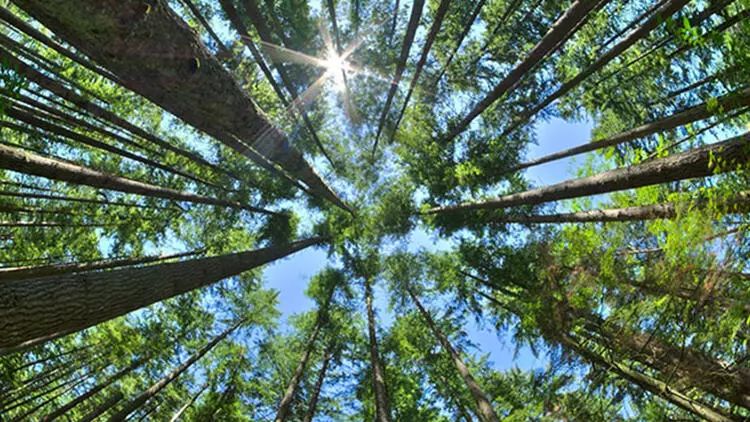 Amazonda meşələrin qırılmasına qarşı 8 ölkə əməkdaşlıq edəcək