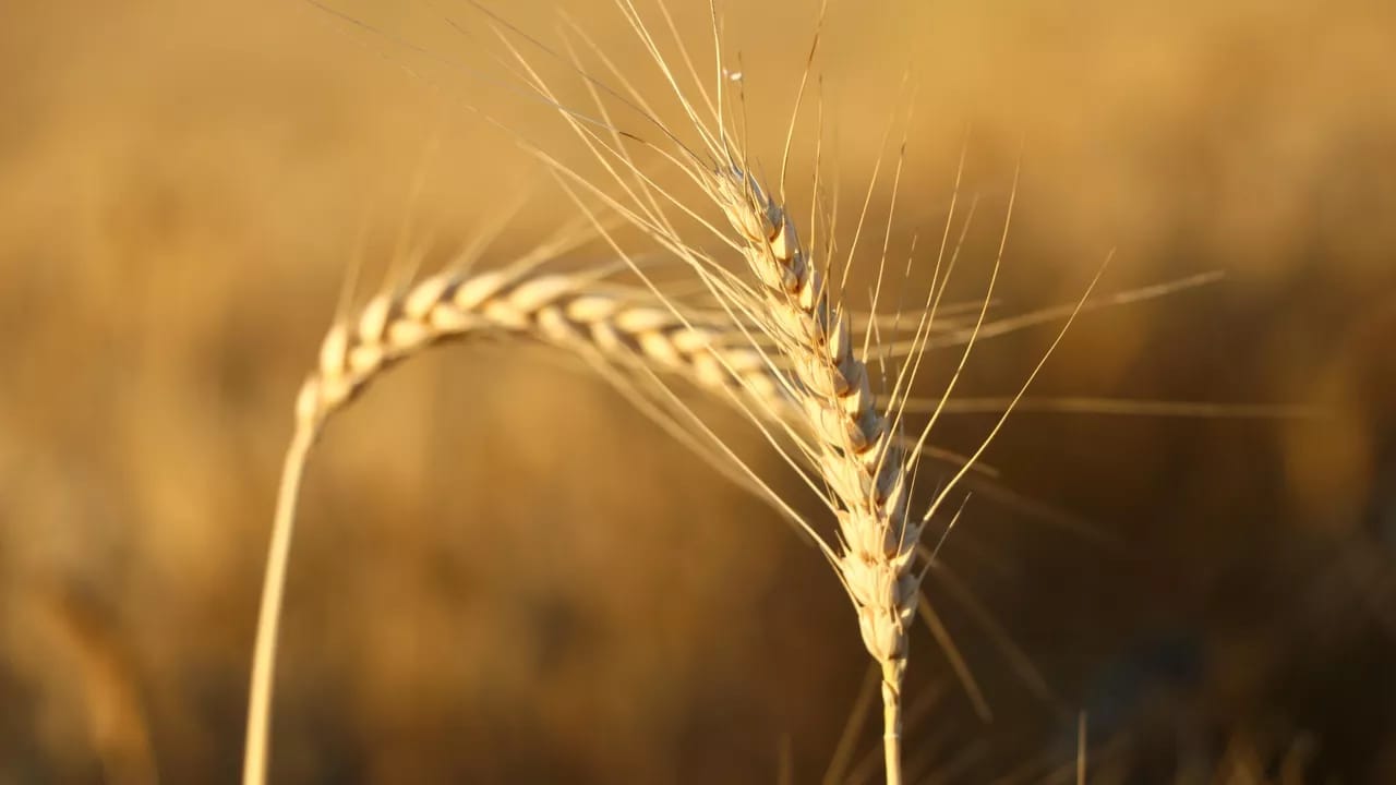 Ərəb mediası: Misir Rusiyadan buğda almasına dair müqavilə imzalayıb