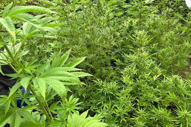 Sabirabadda bir tondan artıq yabanı halda bitmiş çətənə bitkisi məhv edilib