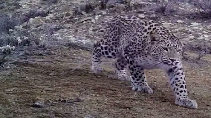 Zəngəzur Milli Parkında bəbir görüntüləndi (VİDEO)