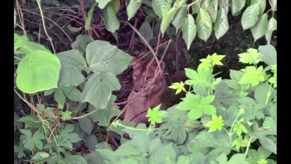 Düşərgədə fermadan qaçan dişi aslan öldürüldü