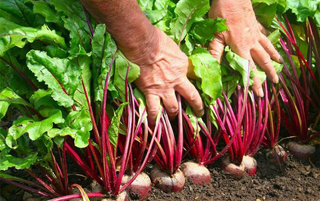 Şəkər çuğundurunun alışı qiyməti qaldırıldı