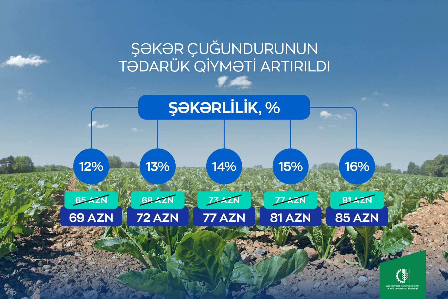 Fermerlərə müjdə: Şəkər çuğundurunun tədarük qiyməti artırılıb