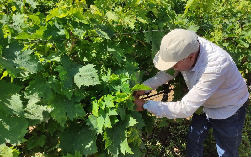 Dolu vurmuş üzüm bağına dəymiş zərər hesablanır