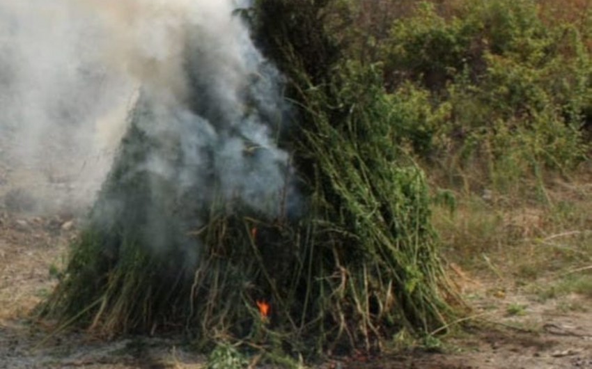 Beyləqanda çətənə bitkiləri məhv edilib