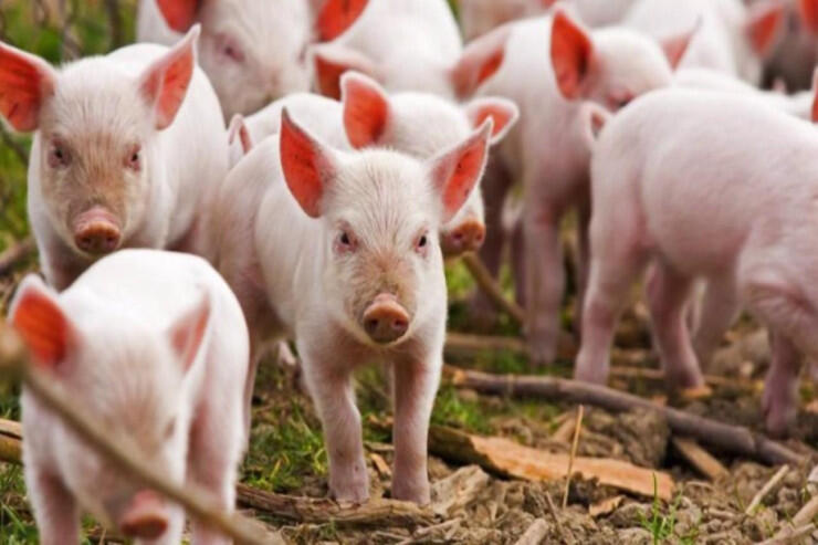 Bu ölkədə son 31 ildə ilk dəfə donuz taunu aşkarlandı