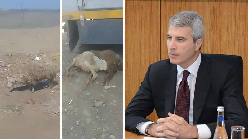 Məşğulluq Agentliyinin verdiyi qoyunlar xəstə çıxdı - 400 manata rəsmiləşdiriblər (VİDEO)