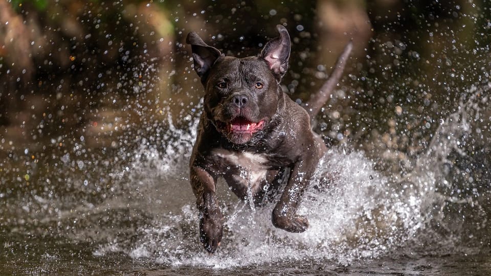İngiltərədə təhlükəli itlərin qadağan edilməsi gündəmə gəlib
