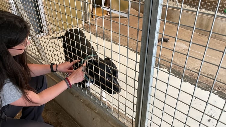 Fransada hər il küçələrdən 100 min sahibsiz heyvan toplanır