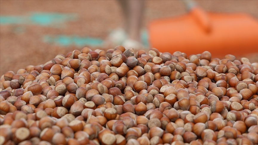 Türkiyədən Almaniyaya 85 min tondan çox fındıq ixrac edilib