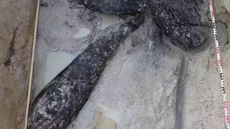 Zambiyada 500 min illik taxta konstruksiya tapıldı