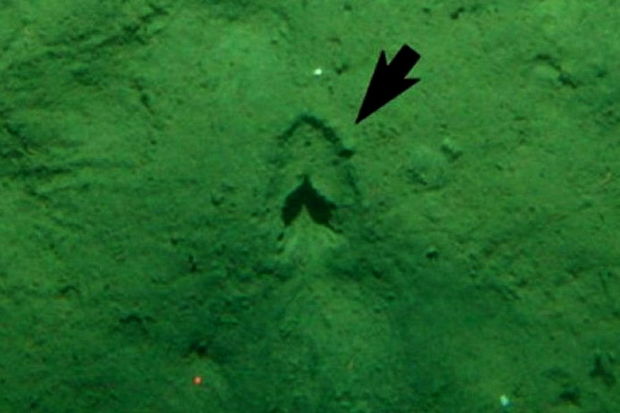 Okeanın dibində “at dırnağı izləri”nin sirri açıldı - FOTO