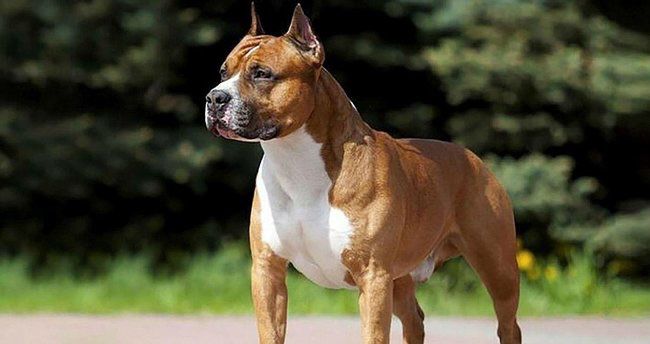 Avstriyada itin hücumuna məruz qalan qadın faciəvi şəkildə ölüb