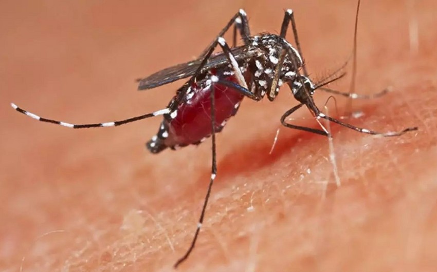 Şimali Kiprdə Qərbi Nil virusu tapılıb, müalicəsi yoxdur