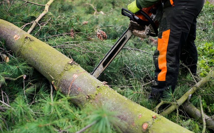 Ağacları qanunsuz kəsənlər cərimələnib