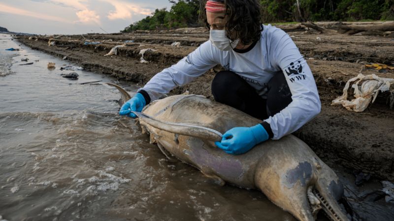 Amazondakı quraqlıq 140-dan çox delfinin ölümünə səbəb oldu