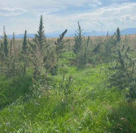 Ağdamın işğaldan azad edilmiş Sırxəvənd kəndində narkotik plantasiyaları aşkarlanıb