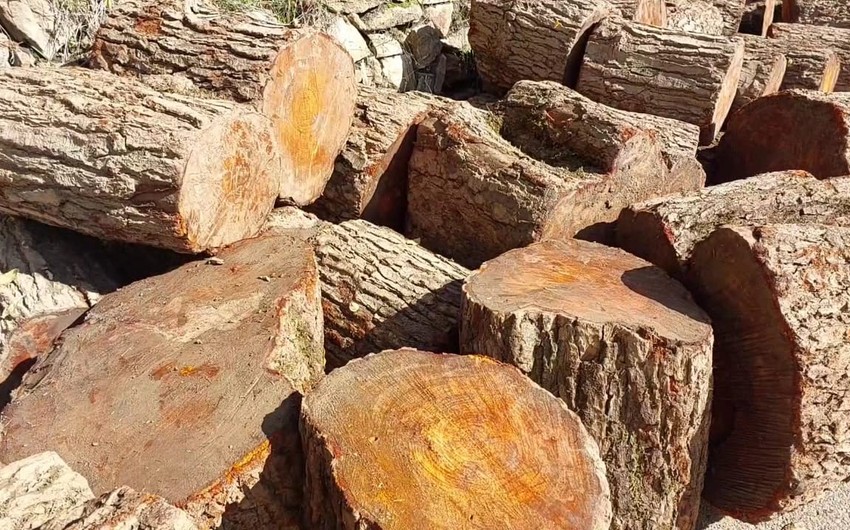 Lerikdə qanunsuz əldə edilmiş meşə materialı aşkarlanıb