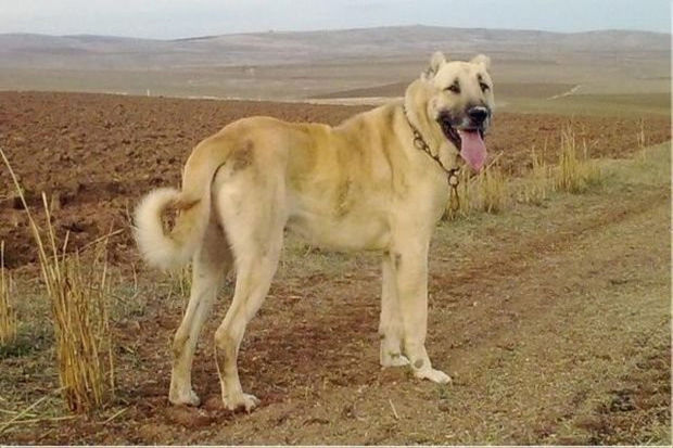 İki min manatlıq iti oğurlayan şəxs saxlanıldı