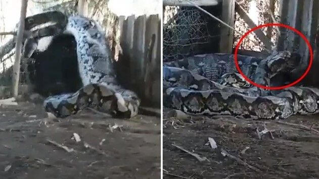 İnsan yeyən anakonı kəndlilər belə tutdu - VİDEO