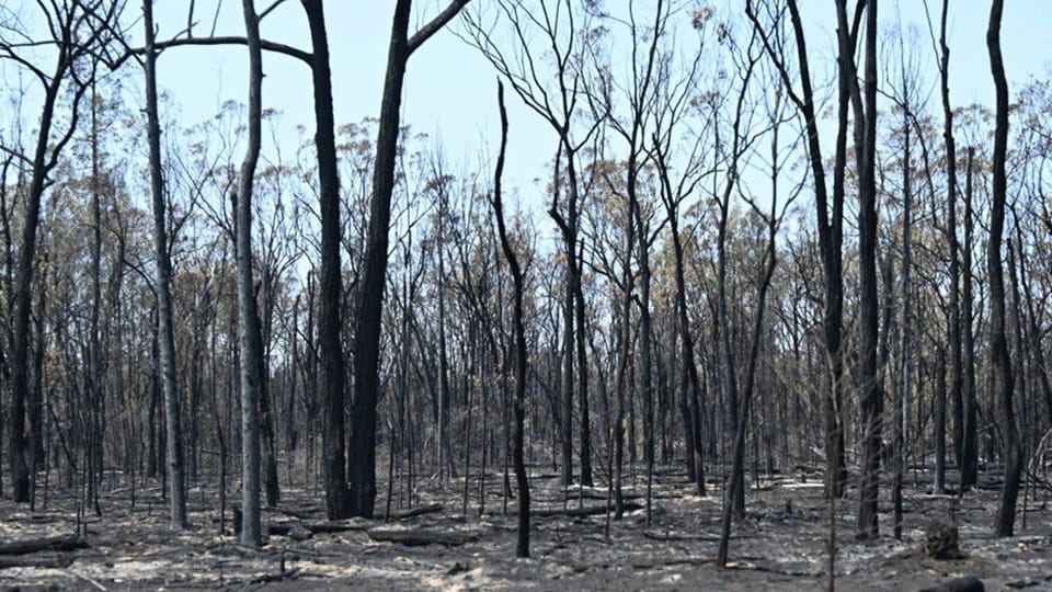 Avstraliyada meşə yanğını: 11 min hektar torpaq kül oldu