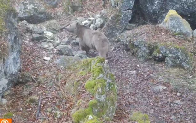 Azad edilmiş ərazilərdə minaya düşmüş daha bir ayı - Video