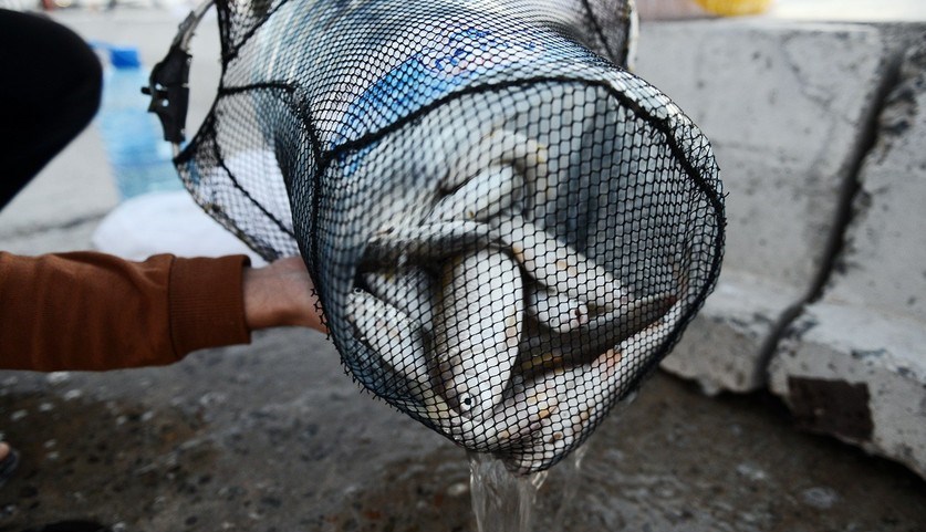 Xəzər dənizində qanunsuz balıq ovlayan şəxslər saxlanılıb