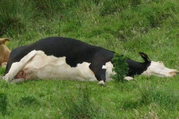 Ucarda iribuynuzlu heyvanların tələf olma səbəbi AÇIQLANDI - RƏSMİ