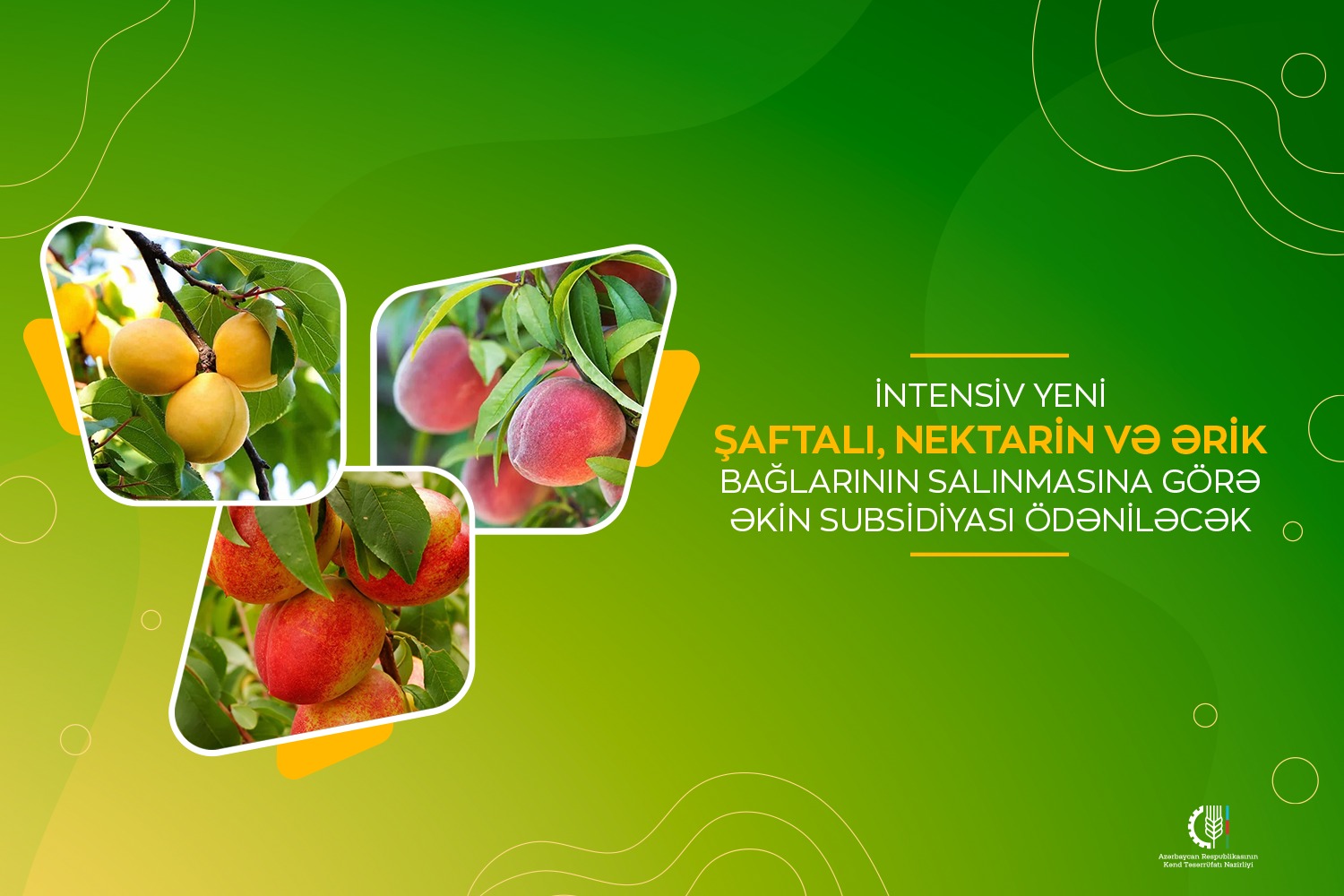 İntensiv yeni şaftalı, nektarin və ərik bağlarının salınmasına görə əkin subsidiyası ödəniləcək