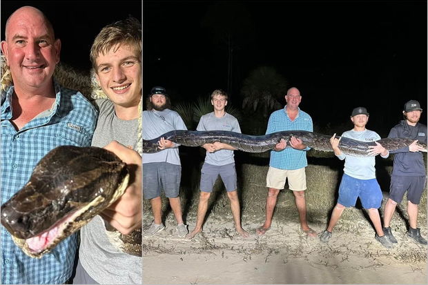 Beş metr uzunluğunda nəhəng piton ovçuları heyrətə gətirdi - FOTO