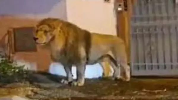 İtaliyada Aslan sirkdən qaçıb
