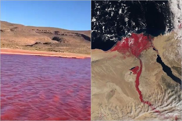 Nilin “qanlı” suyu sahildə qorxunc mənzərə yaratdı - VİDEO