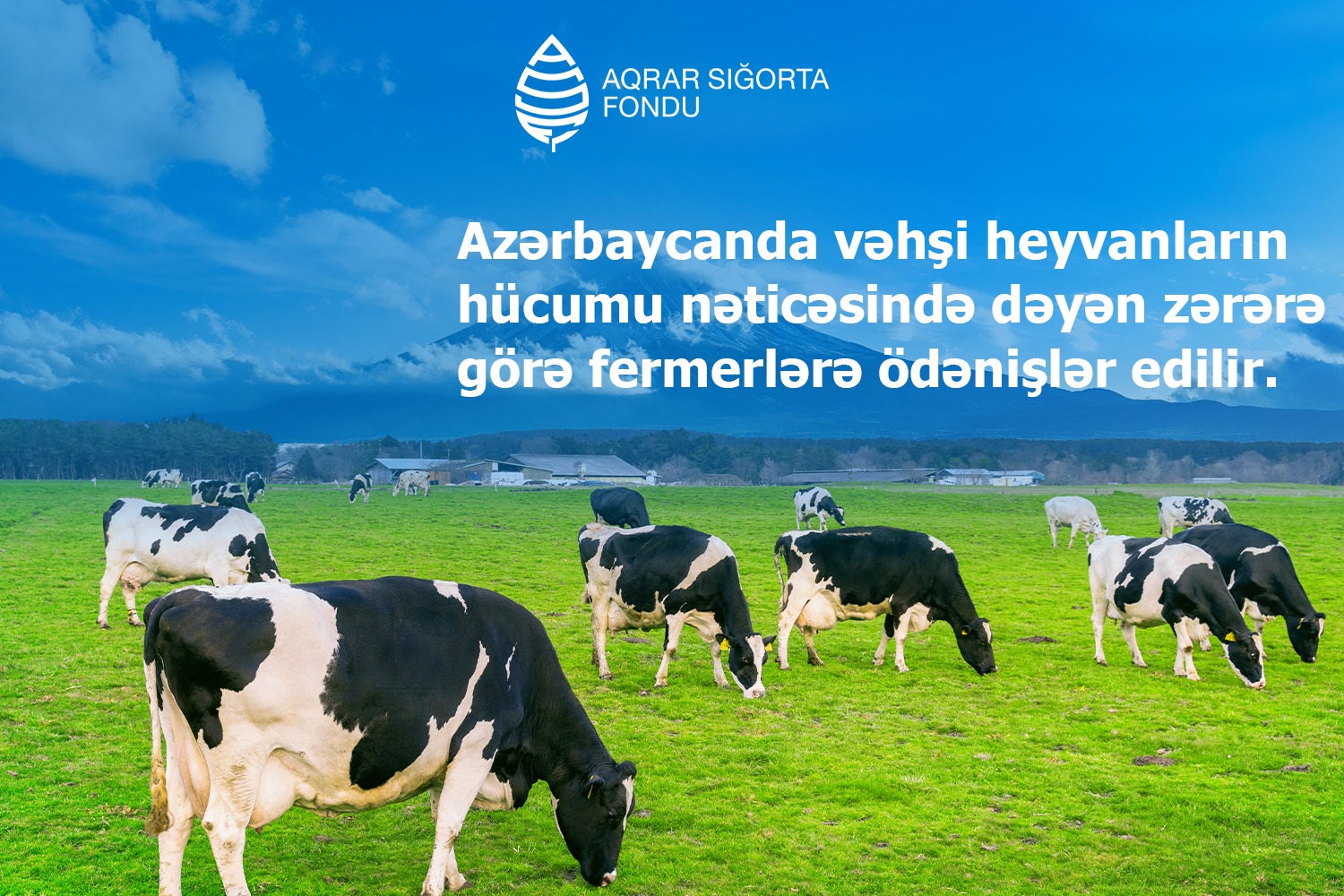 Azərbaycanda vəhşi heyvanların hücumundan dəyən zərərlər üzrə fermerlərə ödənişlər başlanıb