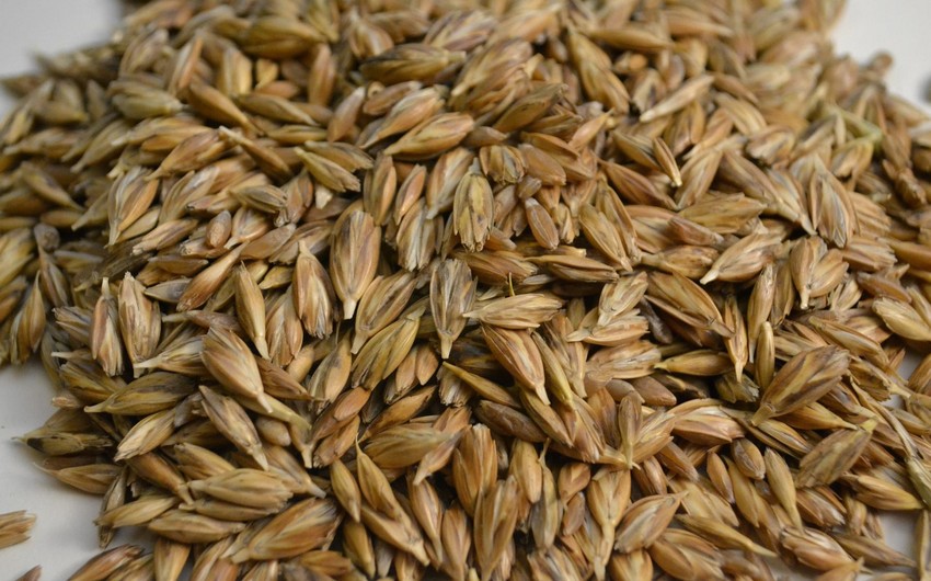 Rusiya hökuməti bərk buğdanın ixracını 6 ay müddətinə qadağan edib