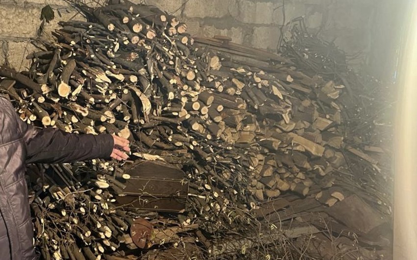 Şamaxıda qanunsuz ağac kəsən şəxs cərimələnib