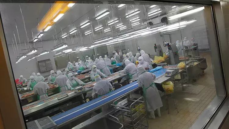 Yaponiyada 72 min ev quşu məhv ediləcək