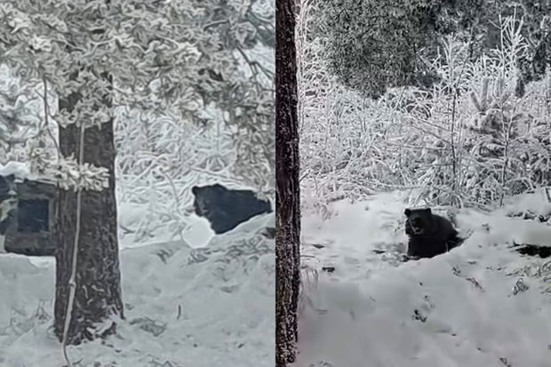 Rusiyada ac ayı qəsəbəyə enib itlərin yeməklərini oğurladı - VİDEO
