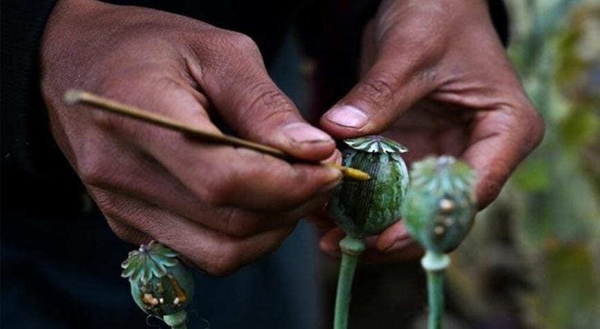 Myanma Əfqanıstanı keçərək dünyanın ən böyük tiryək istehsalçısı oldu