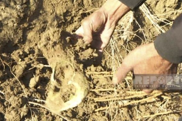 Hacıqabulda insan sümükləri tapıldı - FOTO