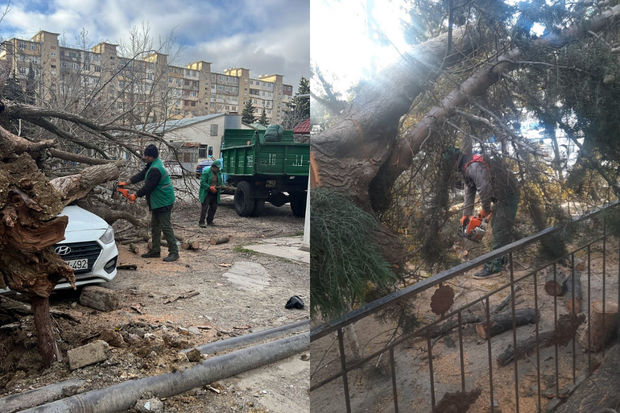 Güclü külək səbəbindən Bakıda 27 ağac aşdı - FOTO