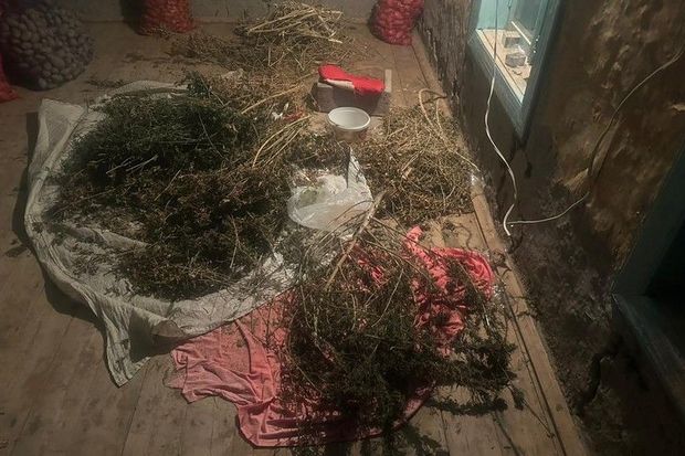 Sabirabad sakininin evində külli miqdarda narkotik aşkarlanıb - FOTO