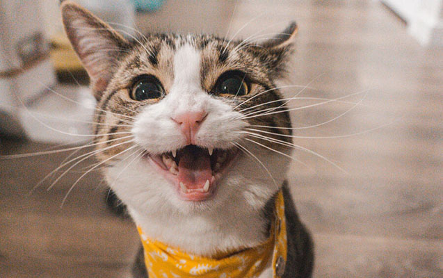 İstanbul hava limanında pişik təyyarənin uçuşuna mane oldu