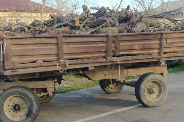 İmişlidə ağacları kəsən şəxs məsuliyyətə cəlb olunub