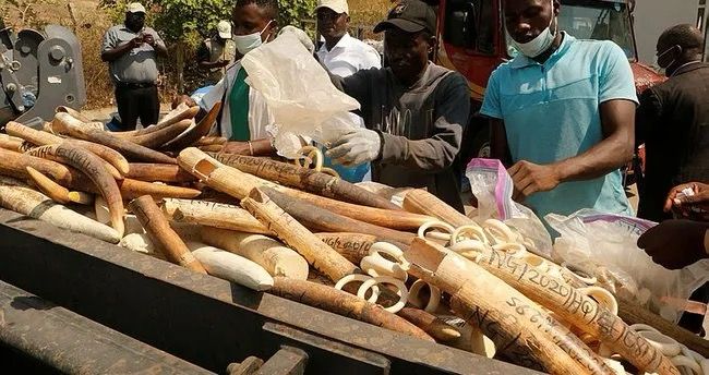 Nigeriyada 2,5 ton fil sümüyü məhv edilib