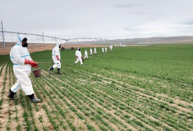 Əkin sahələrində siçanabənzər gəmiricilərə qarşı mübarizə tədbirləri davam etdirilir