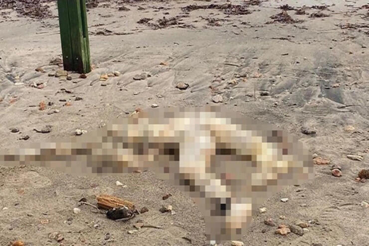 Sahildə başı kəsilmiş kişi cəsədi tapıldı - FOTO