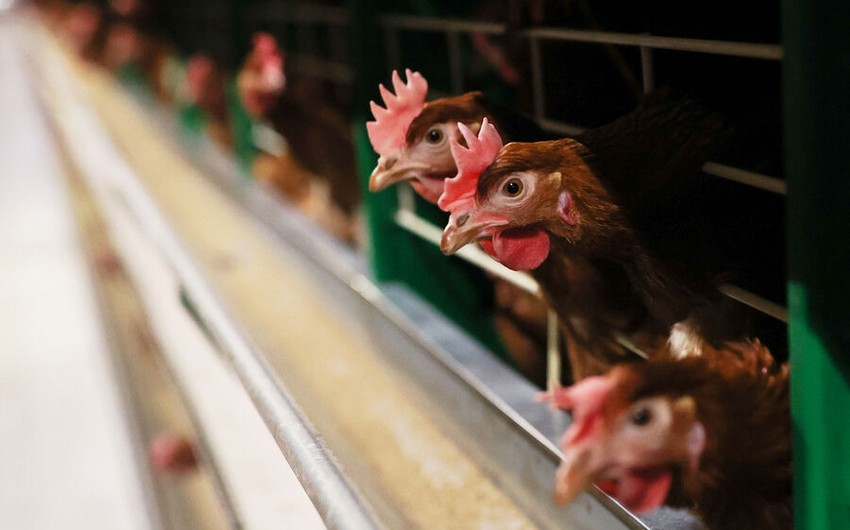 Macarıstanda quş qripi epidemiyası qeydə alınıb