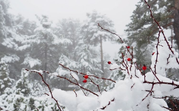Havanın temperaturu 5-10 dərəcə enəcək, yağış, qar yağacaq, güclü külək əsəcək - XƏBƏRDARLIQ