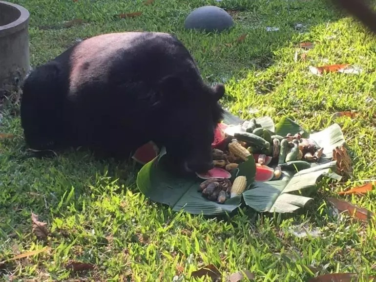 Taylandda Ayıdan qaçmaq üçün öz qolunu kəsən adam xəstəxanaya yerləşdirilib